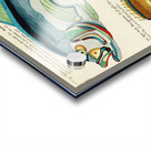 Colourful and surreal illustrations of fishes found in Moluccas Indonesia and the East Indies by Louis Renard 1678 -1746 from Histoire naturelle des plus rares curiositez de la mer des Indes 1754. Acrylic print