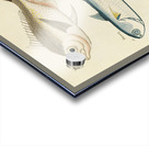 Colourful and surreal illustrations of fishes found in Moluccas Indonesia and the East Indies by Louis Renard 1678 -1746 from Histoire naturelle des plus rares curiositez de la mer des Indes 1754. Acrylic print