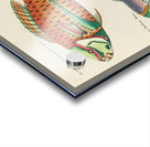 Colourful and surreal illustrations of fishes found in Moluccas Indonesia and the East Indies by Louis Renard 1678 -1746 from Histoire naturelle des plus rares curiositez de la mer des Indes 1754. Acrylic print