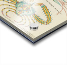 Colourful and surreal illustrations of fishes and  found in the Indian and Pacific Oceans by Louis Renard 1678 -1746 from Histoire naturelle des plus rares curiositez de la mer des Indes 1754. Acrylic print