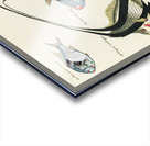 Colourful and surreal illustrations of fishes found in Moluccas Indonesia and the East Indies by Louis Renard 1678 -1746 from Histoire naturelle des plus rares curiositez de la mer des Indes 1754. Acrylic print