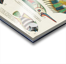 Colourful and surreal illustrations of fishes found in Moluccas Indonesia and the East Indies by Louis Renard 1678 -1746 from Histoire naturelle des plus rares curiositez de la mer des Indes 1754. Acrylic print