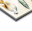 Colourful and surreal illustrations of fishes found in Moluccas Indonesia and the East Indies by Louis Renard 1678 -1746 from Histoire naturelle des plus rares curiositez de la mer des Indes 1754. Acrylic print
