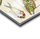 Colourful and surreal illustrations of fishes found in Moluccas Indonesia and the East Indies by Louis Renard 1678 -1746 from Histoire naturelle des plus rares curiositez de la mer des Indes 1754. Acrylic print