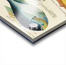 Colourful and surreal illustrations of fishes found in Moluccas Indonesia and the East Indies by Louis Renard 1678 -1746 from Histoire naturelle des plus rares curiositez de la mer des Indes 1754. Acrylic print