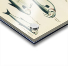 Colourful and surreal illustrations of fishes found in Moluccas Indonesia and the East Indies by Louis Renard 1678 -1746 from Histoire naturelle des plus rares curiositez de la mer des Indes 1754. Acrylic print