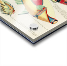 Colourful and surreal illustrations of fishes and crab found in the Indian and Pacific Oceans by Louis Renard 1678 -1746 from Histoire naturelle des plus rares curiositez de la mer des Indes 1754. Acrylic print