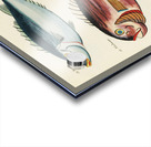 Colourful and surreal illustrations of fishes found in Moluccas Indonesia and the East Indies by Louis Renard 1678 -1746 from Histoire naturelle des plus rares curiositez de la mer des Indes 1754. Acrylic print