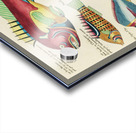 Colourful and surreal illustrations of fishes found in Moluccas Indonesia and the East Indies by Louis Renard 1678 -1746 from Histoire naturelle des plus rares curiositez de la mer des Indes 1754. Acrylic print