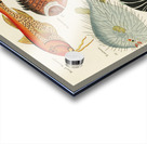 Colourful and surreal illustrations of fishes found in Moluccas Indonesia and the East Indies by Louis Renard 1678 -1746 from Histoire naturelle des plus rares curiositez de la mer des Indes 1754. Acrylic print