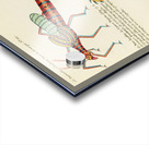 Colourful and surreal illustrations of fishes and crabs found in Moluccas Indonesia and the East Indies by Louis Renard 1678 -1746 from Histoire naturelle des plus rares curiositez de la mer des Indes 1754. Acrylic print