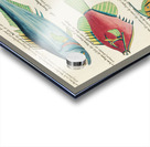 Colourful and surreal illustrations of fishes found in Moluccas Indonesia and the East Indies by Louis Renard 1678 -1746 from Histoire naturelle des plus rares curiositez de la mer des Indes 1754. Impression Acrylique