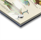 Colourful and surreal illustrations of fishes and other marine life found in Moluccas Indonesia and the East Indies by Louis Renard 1678 -1746 from Histoire naturelle des plus rares curiositez de la mer des Indes 1754. Acrylic print