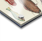 Colourful and surreal illustrations of fishes found in Moluccas Indonesia and the East Indies by Louis Renard 1678 -1746 from Histoire naturelle des plus rares curiositez de la mer des Indes 1754. Acrylic print
