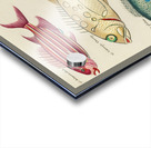 Colourful and surreal illustrations of fishes found in Moluccas Indonesia and the East Indies by Louis Renard 1678 -1746 from Histoire naturelle des plus rares curiositez de la mer des Indes 1754. Acrylic print