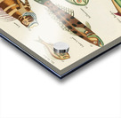 Colourful and surreal illustrations of fishes found in Moluccas Indonesia and the East Indies by Louis Renard 1678 -1746 from Histoire naturelle des plus rares curiositez de la mer des Indes 1754. Acrylic print