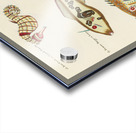 Colourful and surreal illustrations of fishes and sea horse found in Moluccas Indonesia and the East Indies by Louis Renard 1678 -1746 from Histoire naturelle des plus rares curiositez de la mer des Indes 1754. Impression Acrylique