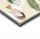 Colourful and surreal illustrations of fishes found in Moluccas Indonesia and the East Indies by Louis Renard 1678 -1746 from Histoire naturelle des plus rares curiositez de la mer des Indes 1754. Acrylic print