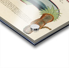 Illustrations of a siren and lobster found in the Moluccas Indonesia and the East Indies by Louis Renard 1678 -1746 from Histoire naturelle des plus rares curiositez de la mer des Indes 1754. Acrylic print