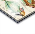 Colourful and surreal illustrations of fishes found in Moluccas Indonesia and the East Indies by Louis Renard 1678 -1746 from Histoire naturelle des plus rares curiositez de la mer des Indes 1754. Acrylic print