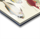 Colourful and surreal illustrations of fishes found in Moluccas Indonesia and the East Indies by Louis Renard 1678 -1746 from Histoire naturelle des plus rares curiositez de la mer des Indes 1754. Acrylic print