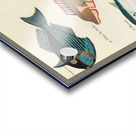 Colourful and surreal illustrations of fishes found in Moluccas Indonesia and the East Indies by Louis Renard 1678 -1746 from Histoire naturelle des plus rares curiositez de la mer des Indes 1754. Acrylic print
