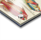 Colourful and surreal illustrations of fishes found in Moluccas Indonesia and the East Indies by Louis Renard 1678 -1746 from Histoire naturelle des plus rares curiositez de la mer des Indes 1754. Acrylic print