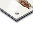 Antique fish platycephalus sp flathead South Pacific Fishes by Frank Edward Clarke 1849-1899.  Acrylic print