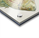 Antique fish acanthopagrus butcheri black bream South Pacific Fishes by Frank Edward Clarke 1849-1899.  Acrylic print