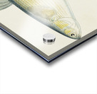 Antique fish myxus elongatus sand mullet South Pacific Fishes by Frank Edward Clarke 1849-1899.  Acrylic print