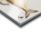 Antique fish prototroctes maraena australian grayling South Pacific Fishes by Frank Edward Clarke 1849-1899.  Acrylic print