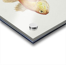 Antique fish vincentia conspera southern cardinalfish South Pacific Fishes by Frank Edward Clarke 1849-1899.  Acrylic print