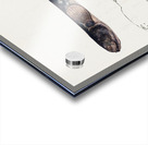 Antique fish Neochanna apoda apoda South Pacific Fishes by Frank Edward Clarke 1849-1899.  Acrylic print