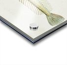 Antique fish crapatulus novaezealandiae sand stargazer South Pacific Fishes by Frank Edward Clarke 1849-1899.  Acrylic print