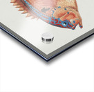 Antique fish caesioperca rasor sea perch South Pacific Fishes by Frank Edward Clarke 1849-1899.  Acrylic print