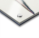 Antique fish Coelorinchus sp NZ : Rattail South Pacific Fishes by Frank Edward Clarke 1849-1899.  Acrylic print