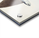 Antique Flyfish South Pacific Fishes by Frank Edward Clarke 1849-1899.  Acrylic print