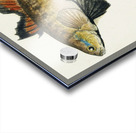 Antique Flyfish South Pacific Fishes by Frank Edward Clarke 1849-1899.  Acrylic print