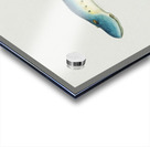 Antique fish geotria australis fresh water lamprey South Pacific Fishes by Frank Edward Clarke 1849-1899.  Acrylic print