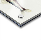 Antique fish Maurolicus muelleri South Pacific Fishes by Frank Edward Clarke 1849-1899.  Acrylic print