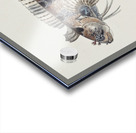 Antique fish possibly heteroclinus sp weedfish South Pacific Fishes by Frank Edward Clarke 1849-1899.  Acrylic print