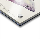 Antique fish Groper South Pacific Fishes by Frank Edward Clarke 1849-1899.  Acrylic print