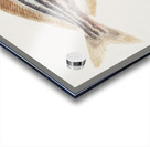 Antique fish latris lineata common trumpeter South Pacific Fishes by Frank Edward Clarke 1849-1899.  Acrylic print