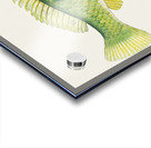 Antique fish Wrasse South Pacific Fishes by Frank Edward Clarke 1849-1899.  Acrylic print