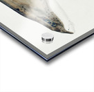 Antique fish Carpet Shark South Pacific Fishes by Frank Edward Clarke 1849-1899.  Acrylic print