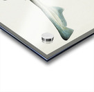 Antique fish Mustelus Antarcticus shark South Pacific Fishes by Frank Edward Clarke 1849-1899.  Acrylic print