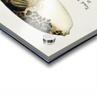 Antique fish Pufferfish South Pacific Fishes by Frank Edward Clarke 1849-1899.  Acrylic print