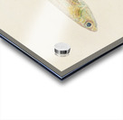 Antique fish engraulis australis anchovy South Pacific Fishes by Frank Edward Clarke 1849-1899.  Acrylic print