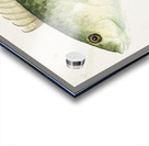 Antique fish Wrasse South Pacific Fishes by Frank Edward Clarke 1849-1899.  Acrylic print