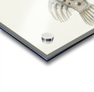 Antique Prickly anglerfish South Pacific Fishes by Frank Edward Clarke 1849-1899.  Acrylic print